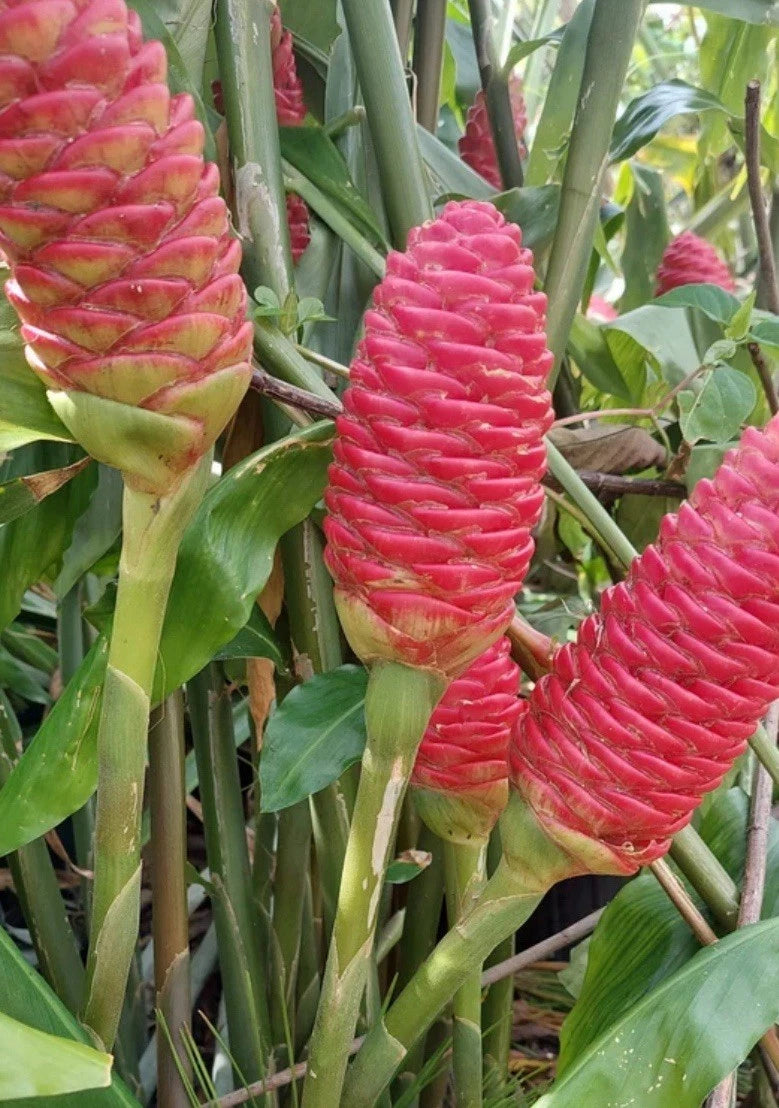 Live Shampoo Ginger Bulb Sprouts Plant - Tropical Houseplant with Fragrant Roots (Zingiber zerumbet)