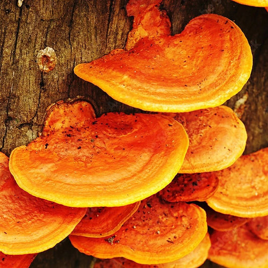 Blood Bracket Liquid Culture Syringe 12cc - Trametes sanguineus - Medicinal Mushroom Cultivation