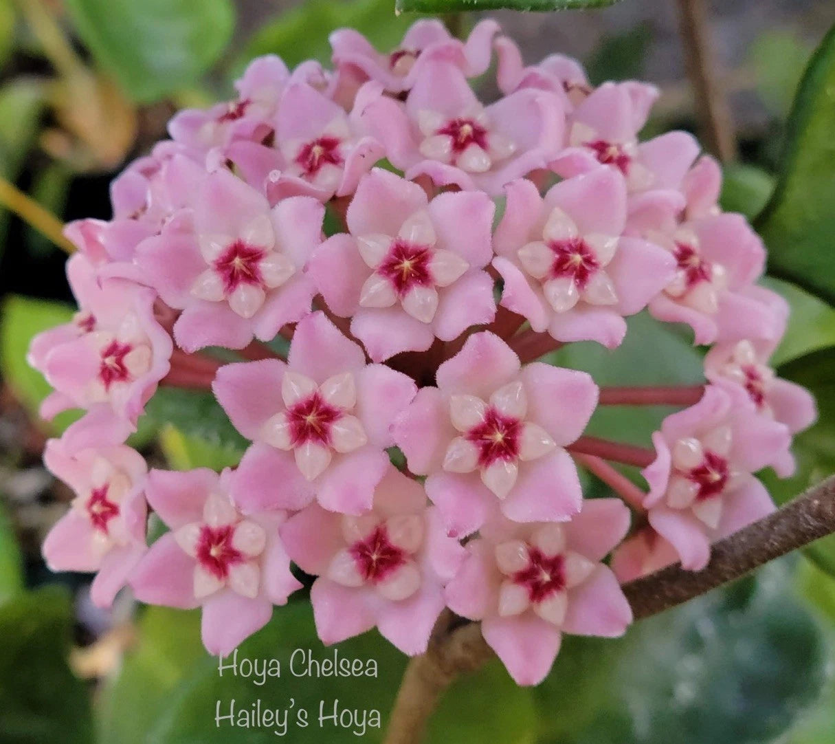 Hoya Chelsea Plant in 4” Pot - Well-Rooted Hoya Carnosa - Exact Plant Shown, Mature with New Growth - Indoor Houseplant