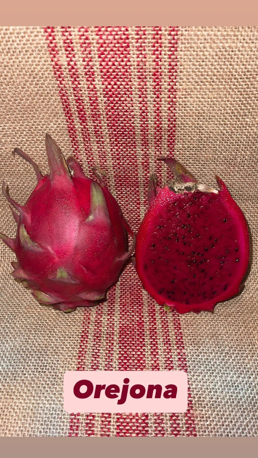 Dragon Fruit Cuttings - Mature OREJONA Variety - Delicious Red Fruit - Hylocereus undatus