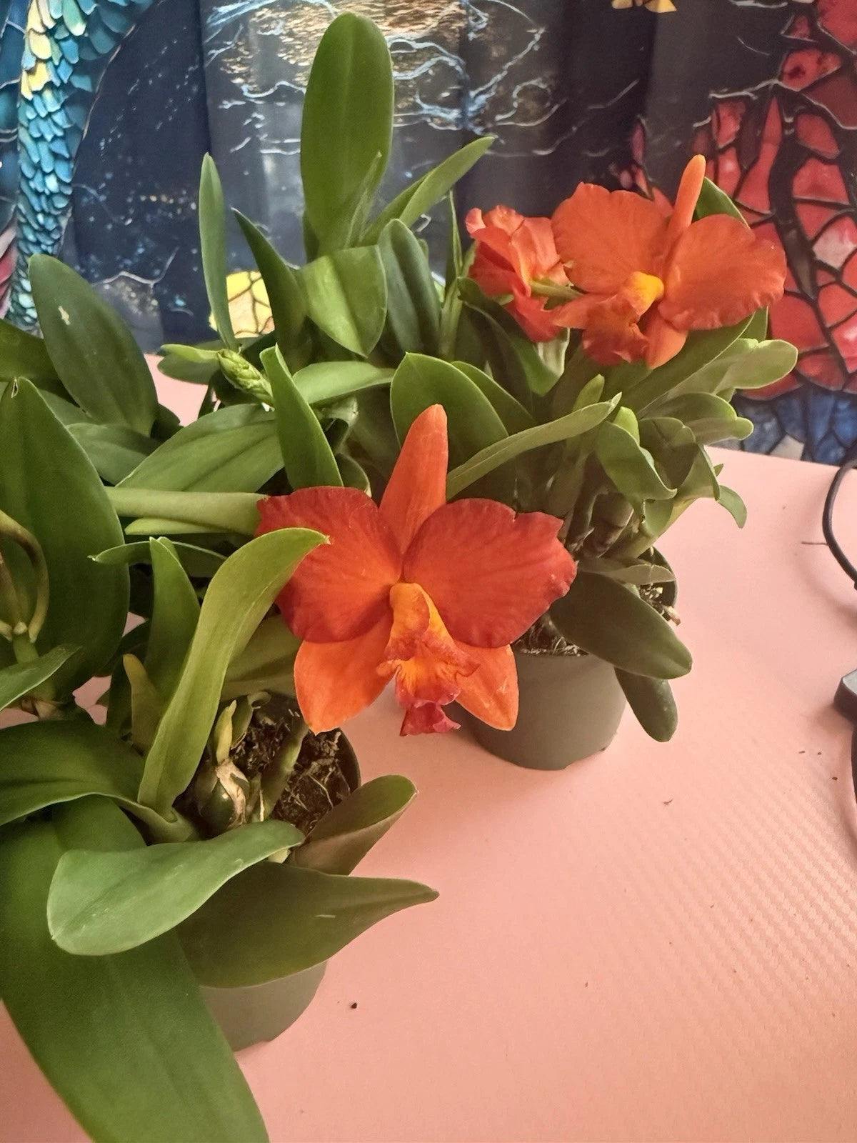 Cattleya Orchid Plant, Short Stem, Bare Root, Exotic Variety, Perfect for Collectors, Cattleya no Id
