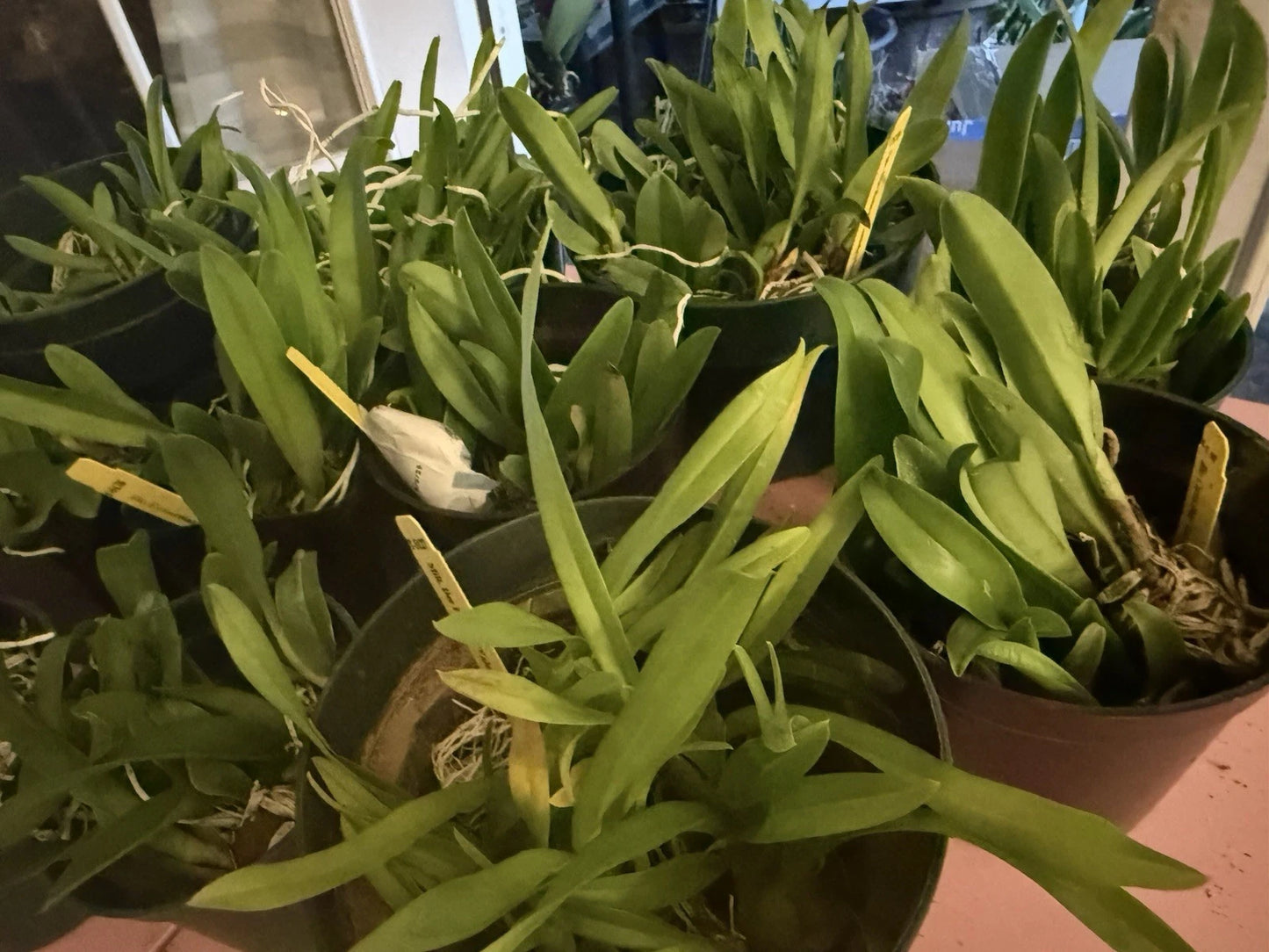 Orchid Seedlings 3 Bare Root No Tag Aloha Exotic Plants Phalaenopsis spp. from Certified Growers California Hawaii