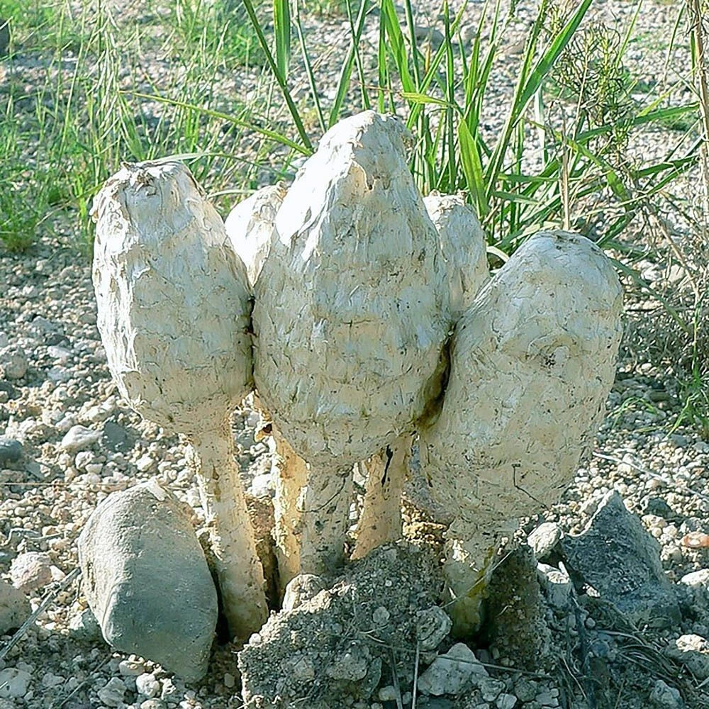 Desert Shaggy Mane Liquid Culture 12cc - Podaxis pistillaris Mycelium for Fungal Cultivation and Research