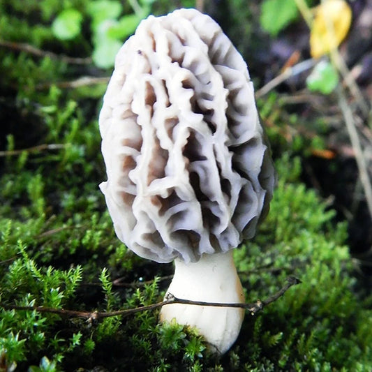 California Landscaping Morel Liquid Culture Syringe 12cc - Morchella rufobrunnea for Mushroom Cultivation