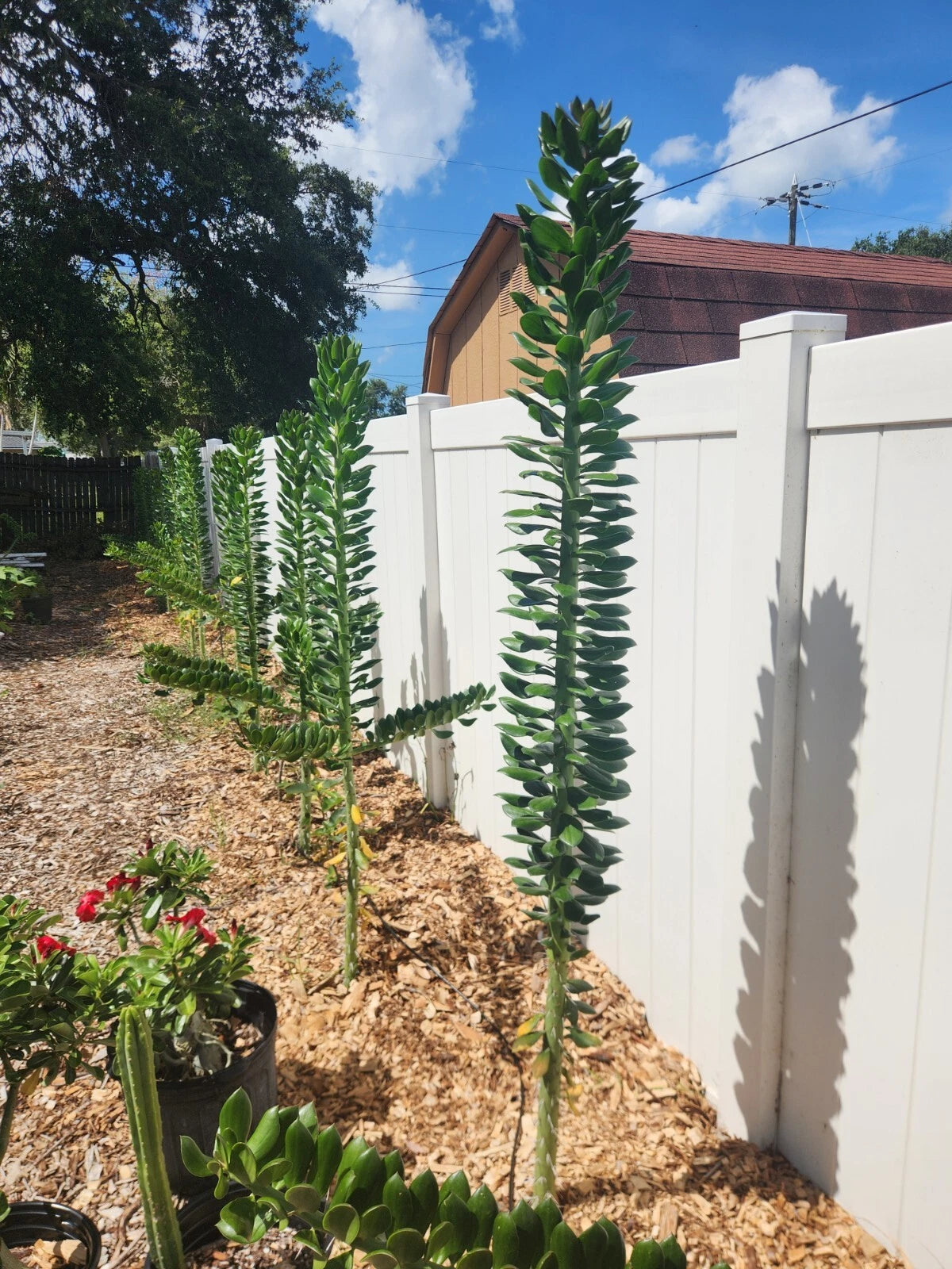 5x Giant Pereskiopsis Cuttings 5" - Fast Growing Cactus Rootstock for Grafting - Pereskiopsis spp. - Unique and Resilient