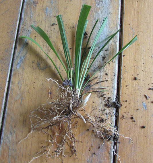 25 Bare Root Monkey Grass Plants - Fast Growth Evergreen Perennial Border Liriope (Liriope muscari) Groundcover