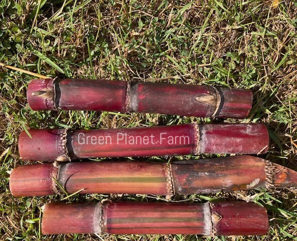 Organic Sugar Cane Cuttings - 'KavaRangi' Heirloom Variety (2 Pack) - Fresh 6-8" Cuttings for Planting - Sweet Ribbon Cane