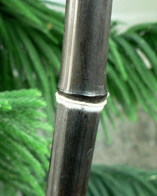 Black Bamboo Plant - 1 Gallon - Phyllostachys Nigra - Jet Black Canes - Cold Hardy Bamboo for Specimen Planting & Screening