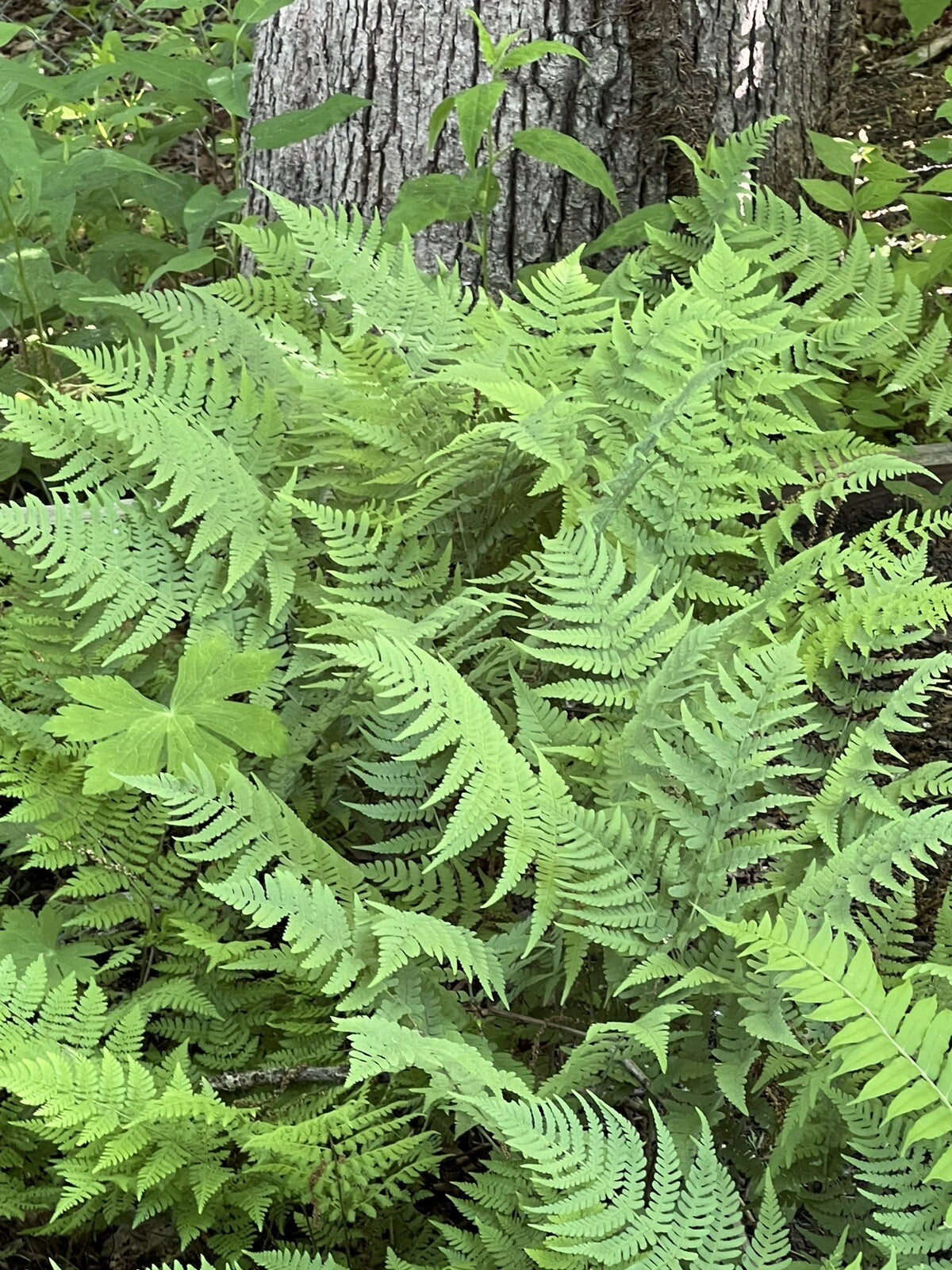 Leatherwood Fern Bare Root - 3 Premium Native Woodland Ferns - Rich Green Fronds - Deciduous Plant (Scientific Name Unknown)