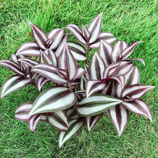 15 Rooted Cuttings Tradescantia Zebrina Wandering Jew Plant - 4 Inch Cuttings, Free Shipping, Perfect for Home Decor