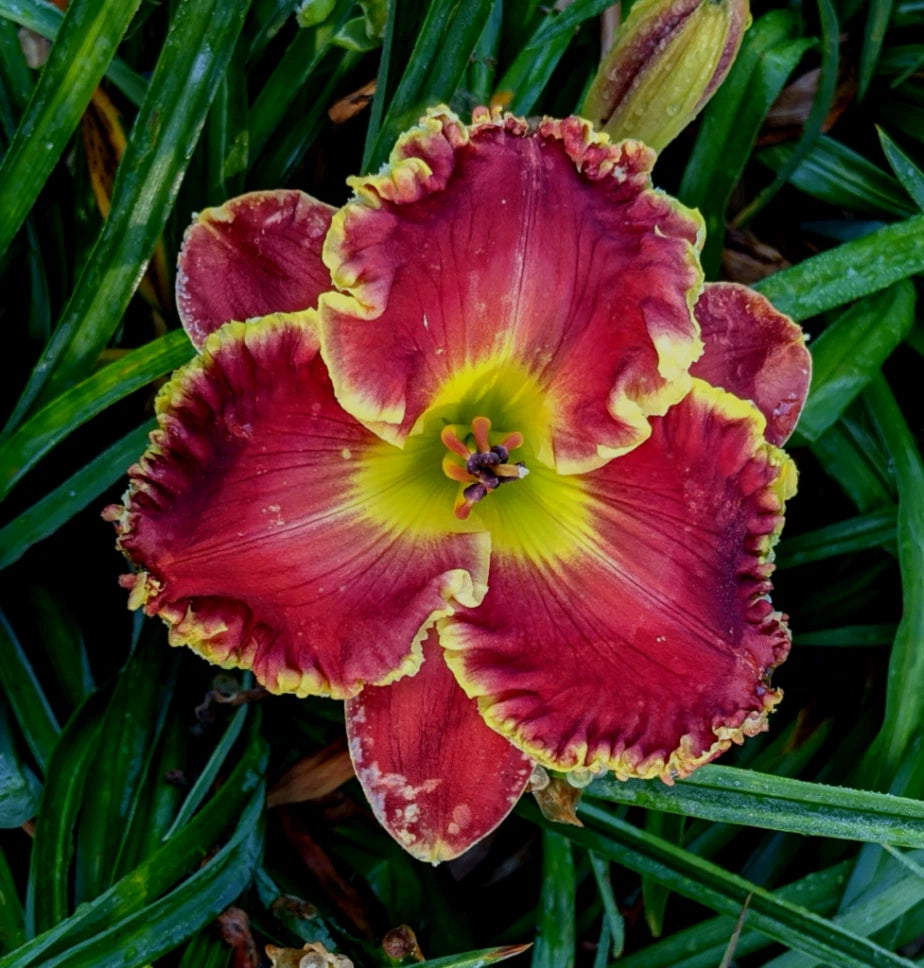 Daylily Plant - Blooming Size - Rich Red with Yellow Edge - Hemerocallis '128' - Reblooms, Bareroot, Unique Variety