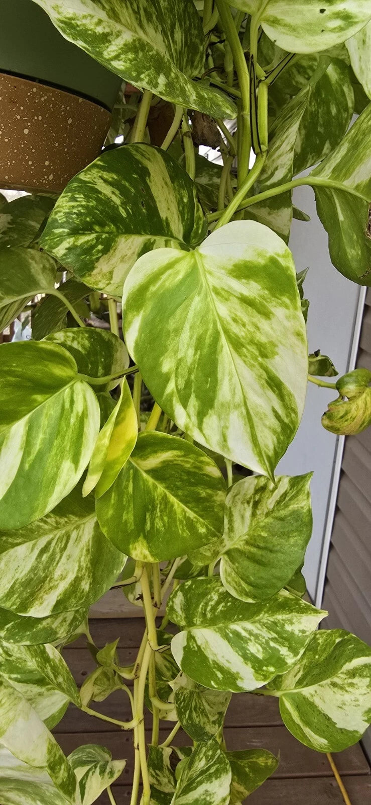 Rare Patricio Pothos Cutting - Unrooted Golden Variegated Hybrid - Tropical Vine Plant - Epipremnum aureum