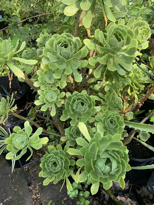Aeonium Arboreum Succulent Live Cuttings 4” Across - Green Aeonium Plant, 2 Pieces, Ready to Plant, Propagation-Friendly