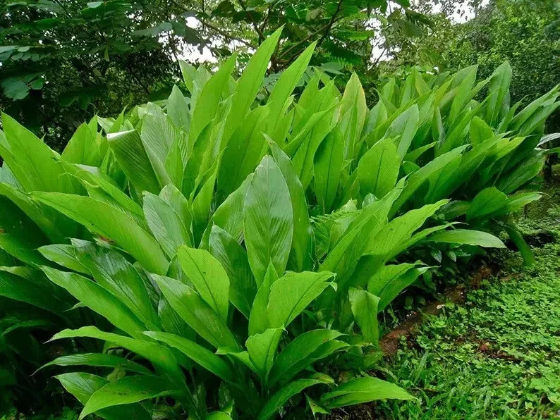 Organic Yellow Turmeric Live Plant - 5"-10" Curcuma longa - Healthy Starter Plant for Garden & Culinary Use