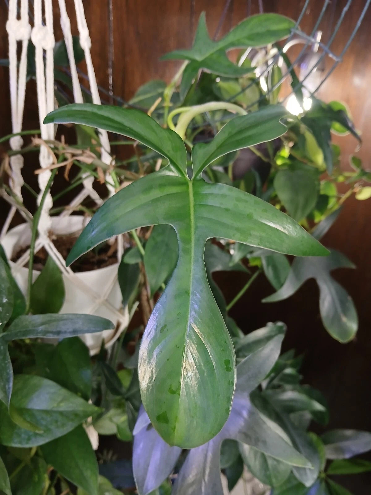 Philodendron Glad Hands Plant - Bare Root Houseplant with Vibrant Green Foliage - Philodendron Genus