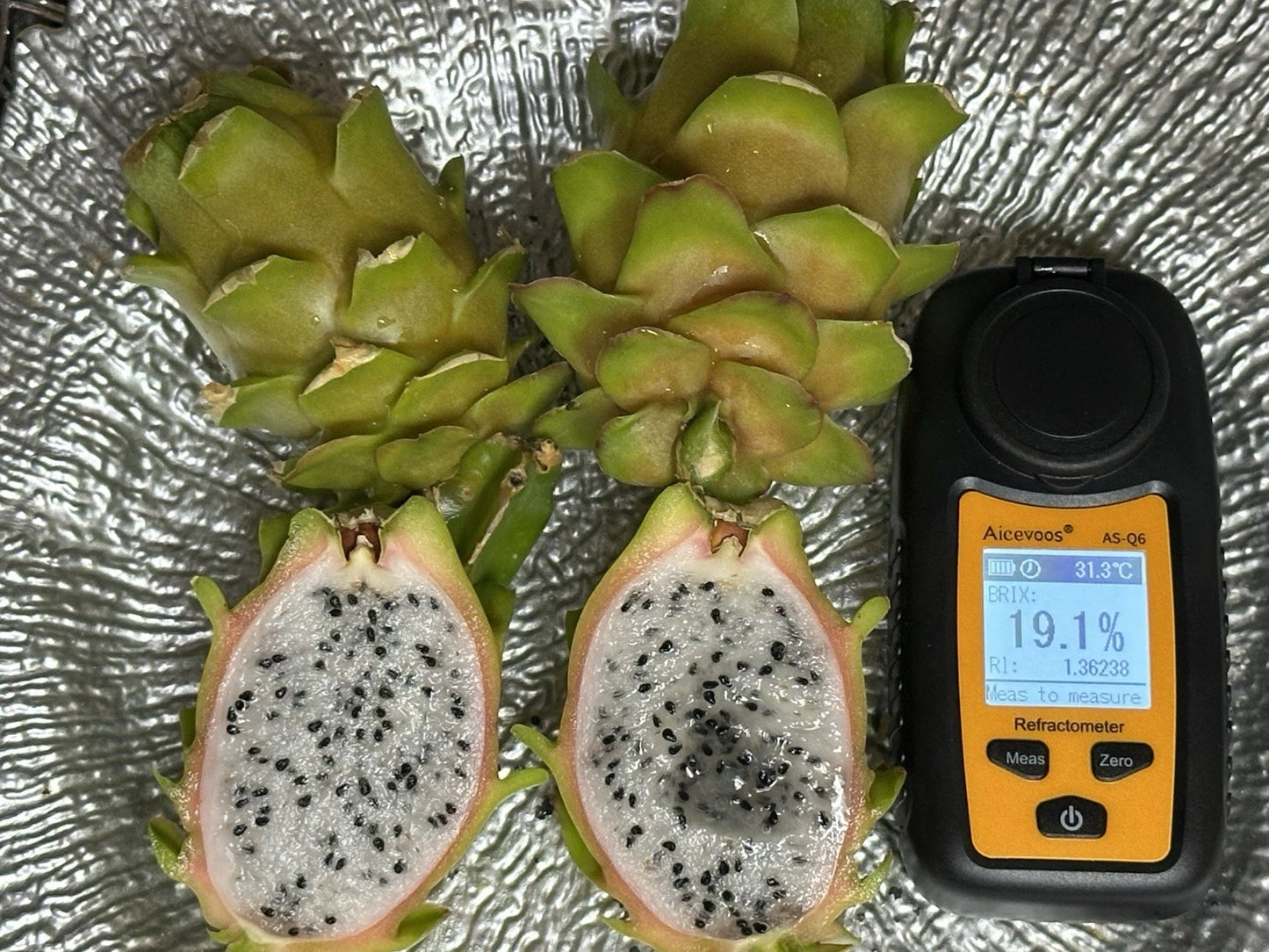 Dragon Fruit Cutting 8-12 Inches Connie Mayer Hylocereus undatus Fresh Cut