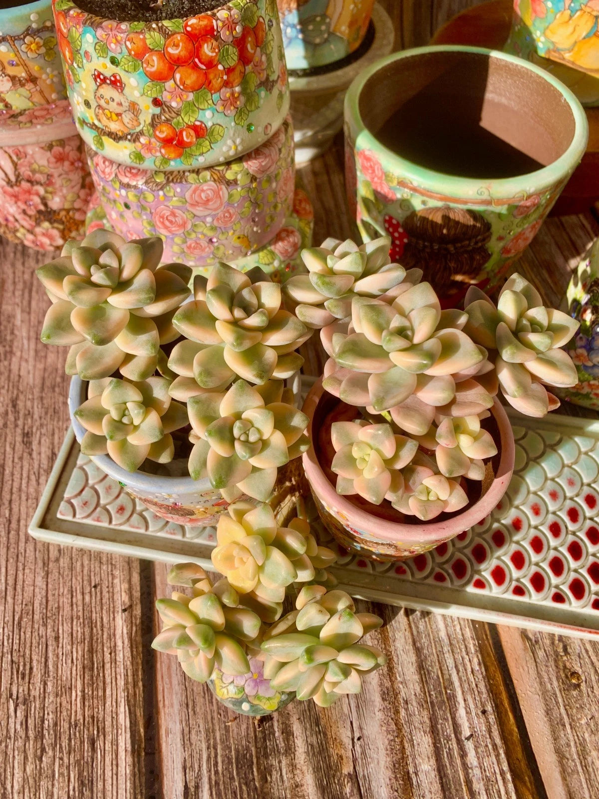 Graptoveria paraguayense bernalense variegata Succulent Plant 2.5-3" Bare Root | Rare Variegated Collection Plant