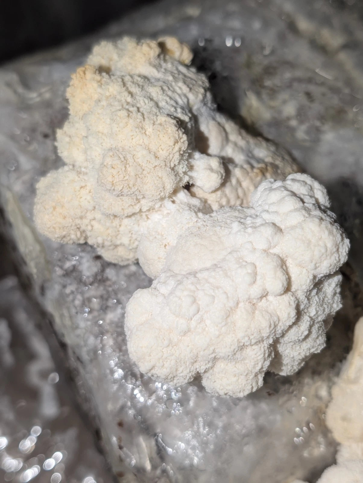 Lion's Mane Mushroom Grow Kit - Multiple Flushes - Hericium erinaceus - Easy Home Cultivation with Spray Bottle & Instructions