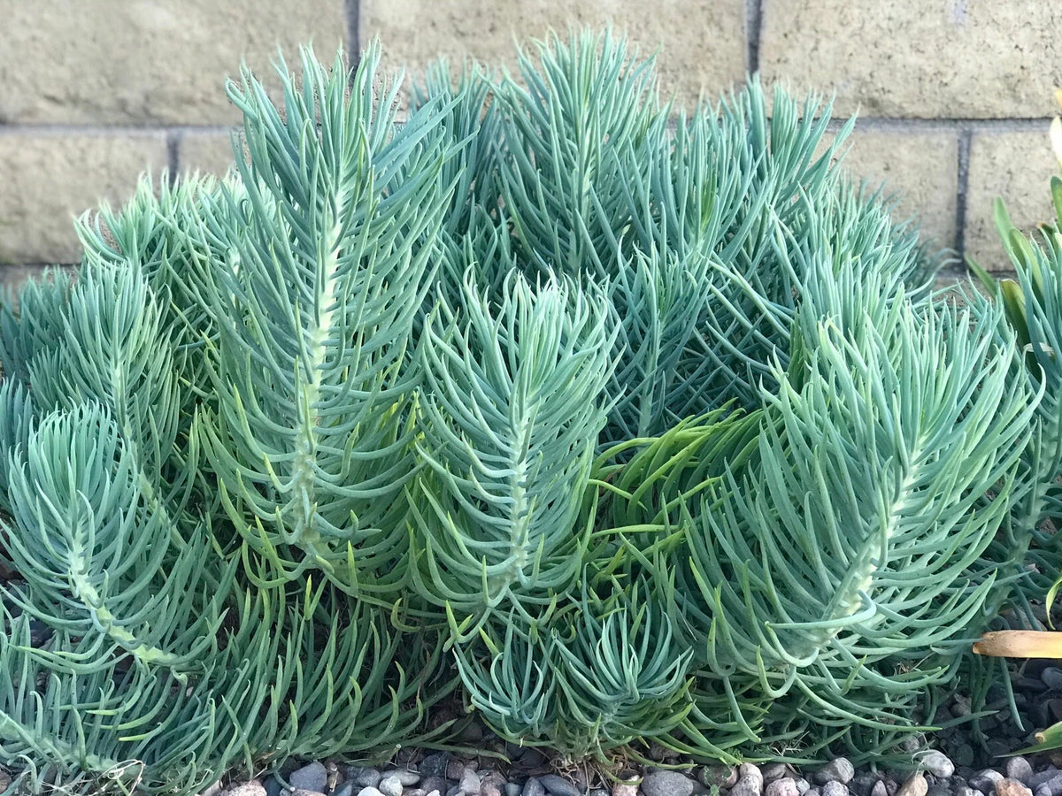 Live Succulent Cuttings - 5" Blue Chalk Sticks - Senecio Mandraliscae - 3 Pack