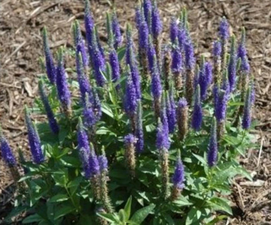 Veronica 'Royal Candles' Speedwell - Bare Root Purple Perennial Plant for Gardens - Child Safe, Medium Watering