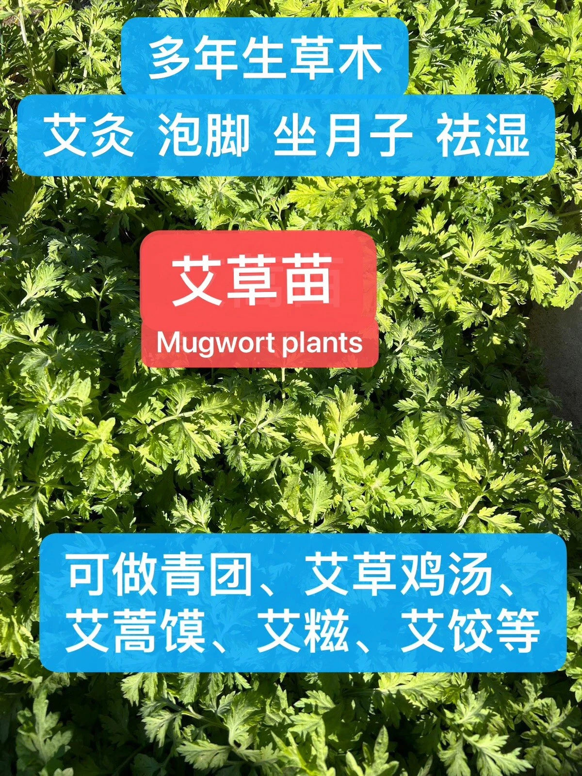 11 Bare-Rooted Mugwort Plants, Silvery Wormwood, Artemisia Argyi - Medicinal Herb for Health and Culinary Use