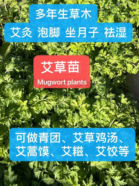 11 Bare-Rooted Mugwort Plants, Silvery Wormwood, Artemisia Argyi - Medicinal Herb for Health and Culinary Use