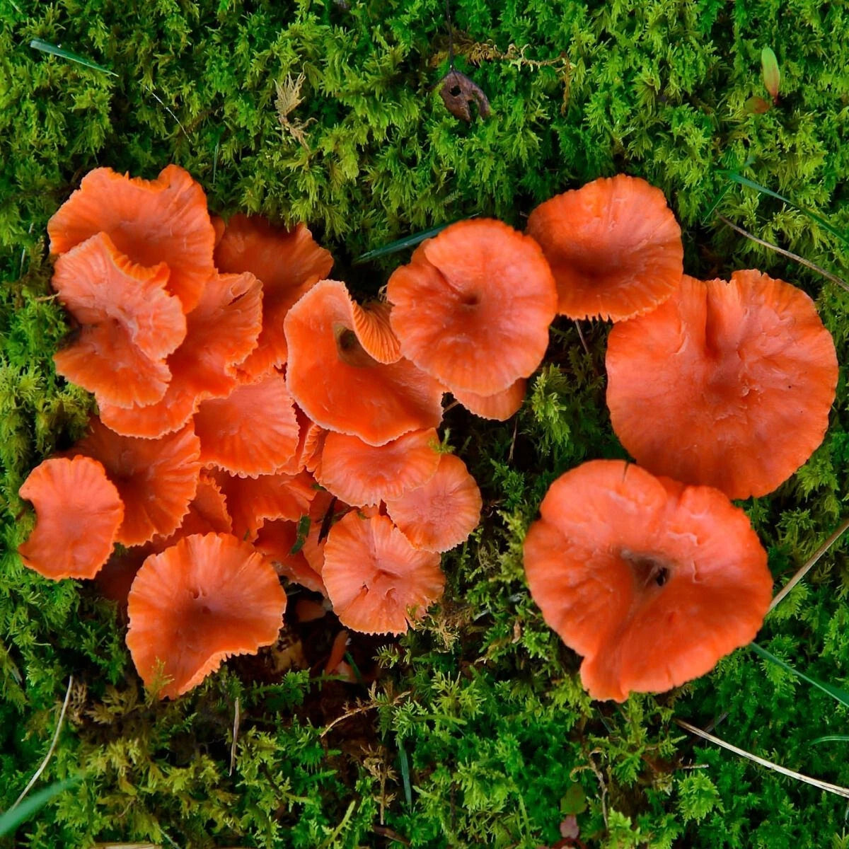 Red Chanterelles Liquid Culture Syringe - 12cc Cantharellus cinnabarinus for Gourmet Mushroom Cultivation