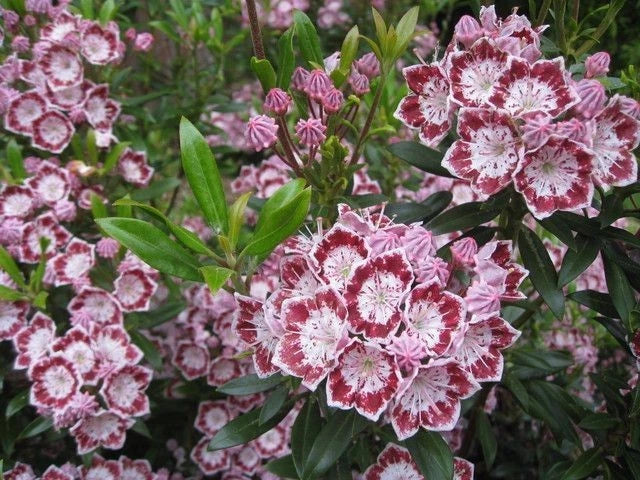 Mountain Laurel Plant 4"-6" Live Evergreen White & Maroon Flowers Kalmia latifolia, Hardy Zones 5-9, Ideal for Containers