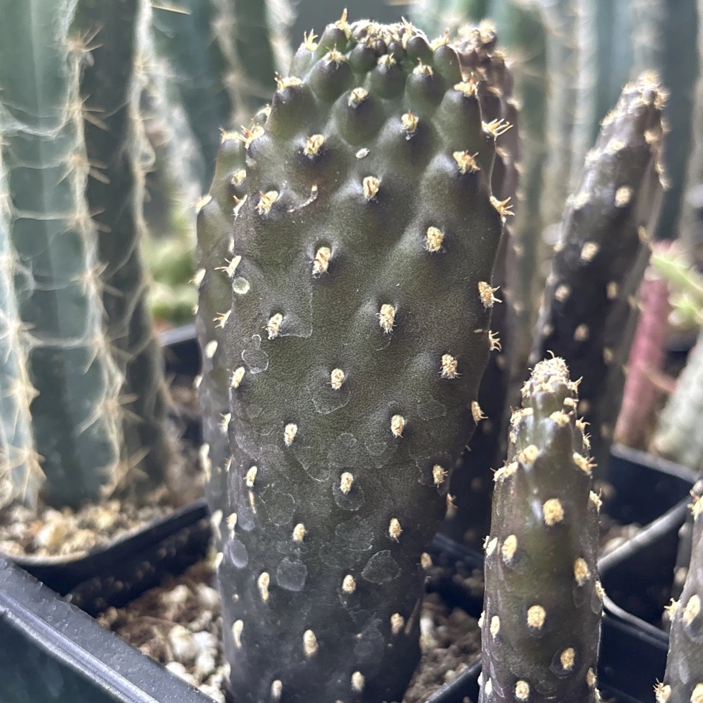Roadkill Cactus Live Plant 2" Pot Consolea Rubescens Black Green Drought Resistant Cacti for Home Garden
