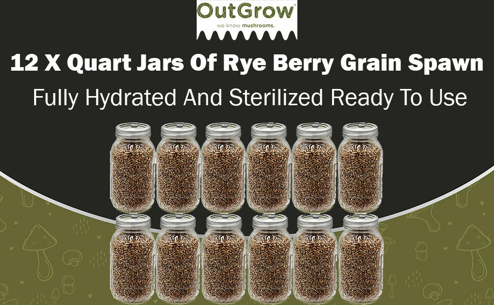Rye Berry Grain Spawn Jars - Fully Sterilized 12-Pack - Ready for Inoculation - Ideal for Mushroom Cultivation