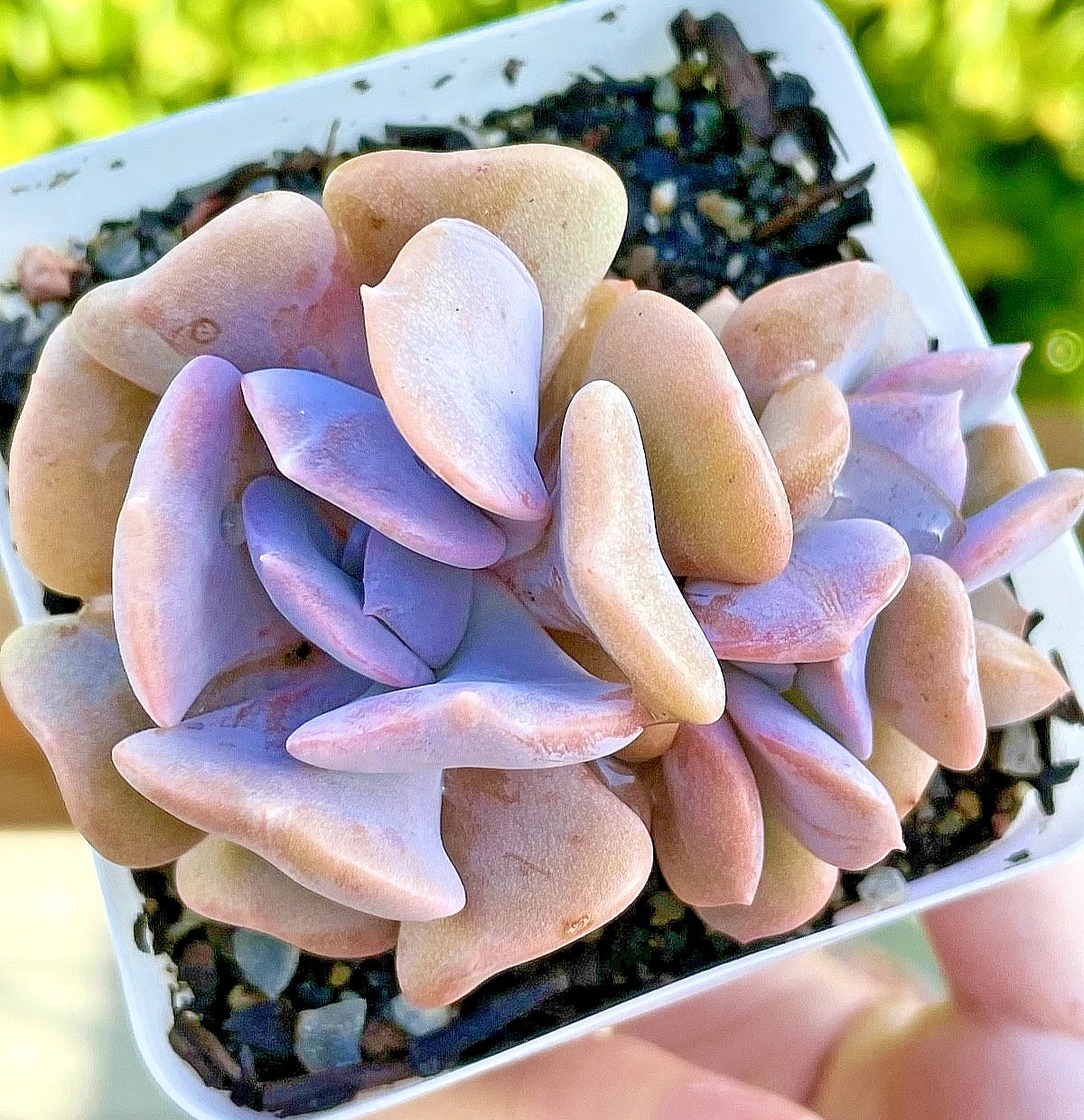 Echeveria 'Cubic Frost' Succulent 2.75" Live Plant - Rare Multi-Head Purple Beauty - Perfect Indoor or Outdoor Decor