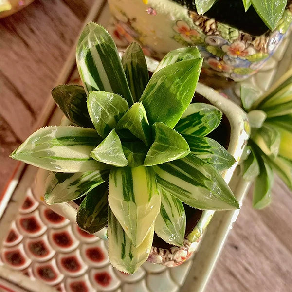 Rare Succulent Plant - 1.8" Bare Root Haworthia heidelbergensis - Easy Care Indoor Decor for Home and Office