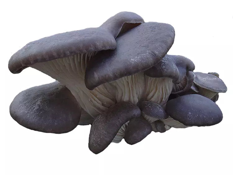 Blue Oyster Mushroom Liquid Culture - Pleurotus Columbinus - Premium Quality for Easy Home Growing and Culinary Use