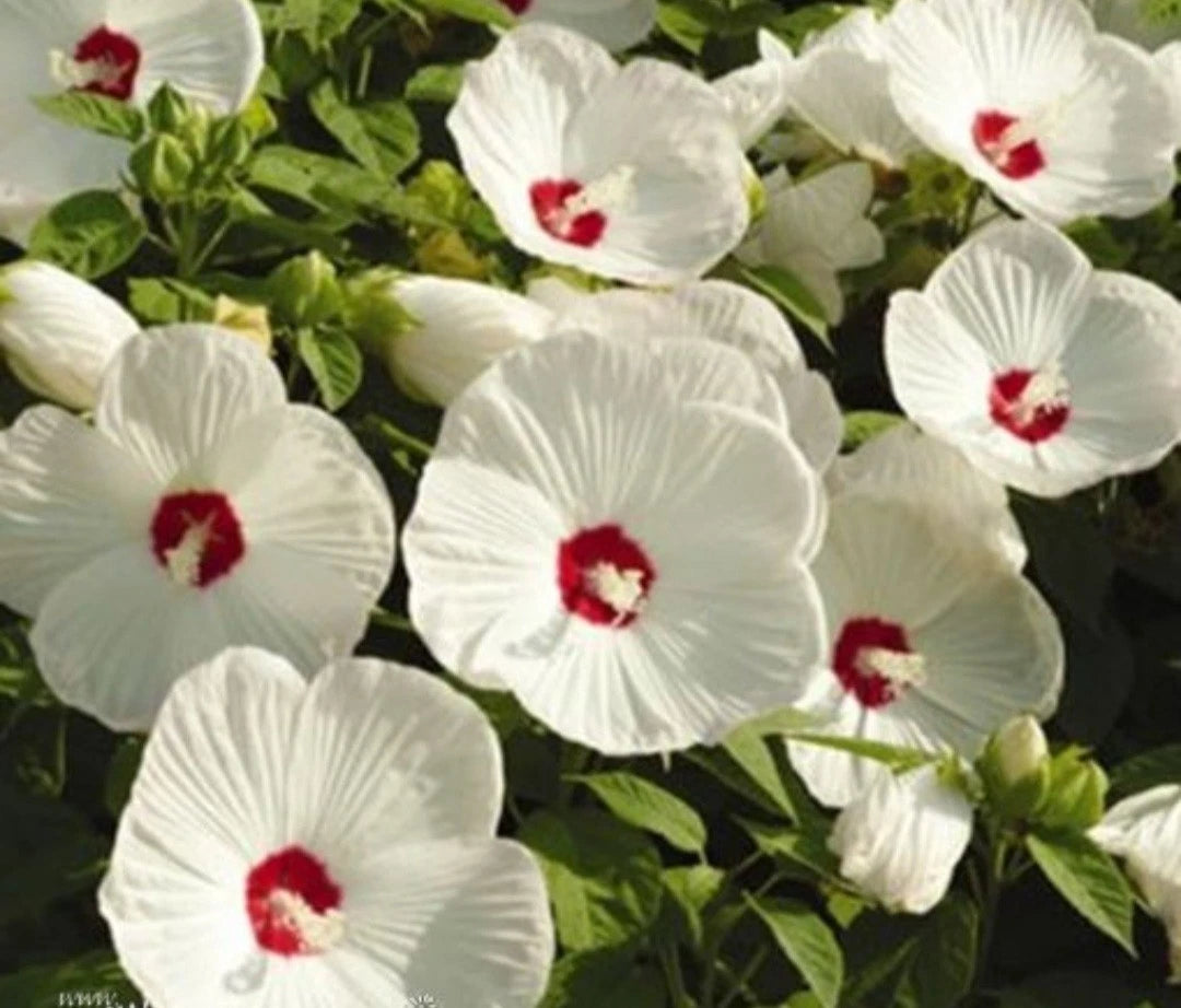 Live Hardy White Hibiscus Plant - Huge Bare Root - Hibiscus grandiflorus - Attracts Butterflies & Hummingbirds - Summer Blooms