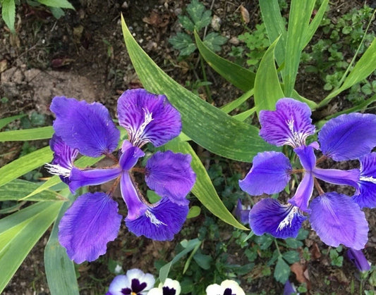 5 Live Iris Tectorum Rhizomes - Purple Japanese Roof Iris - Ready to Plant Healthy Roots for Garden & Landscape