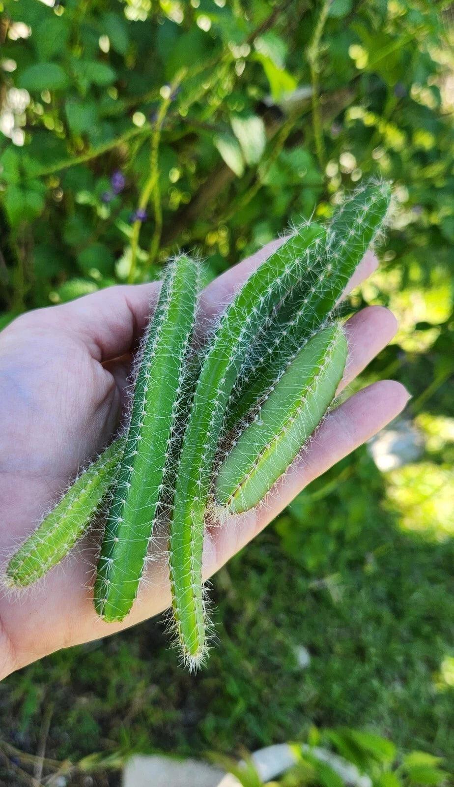 Fresh Cuttings Dog Tail Cactus 4-Pack Aporocactus Flagelliformis Succulent Unrooted Easy Care Plant