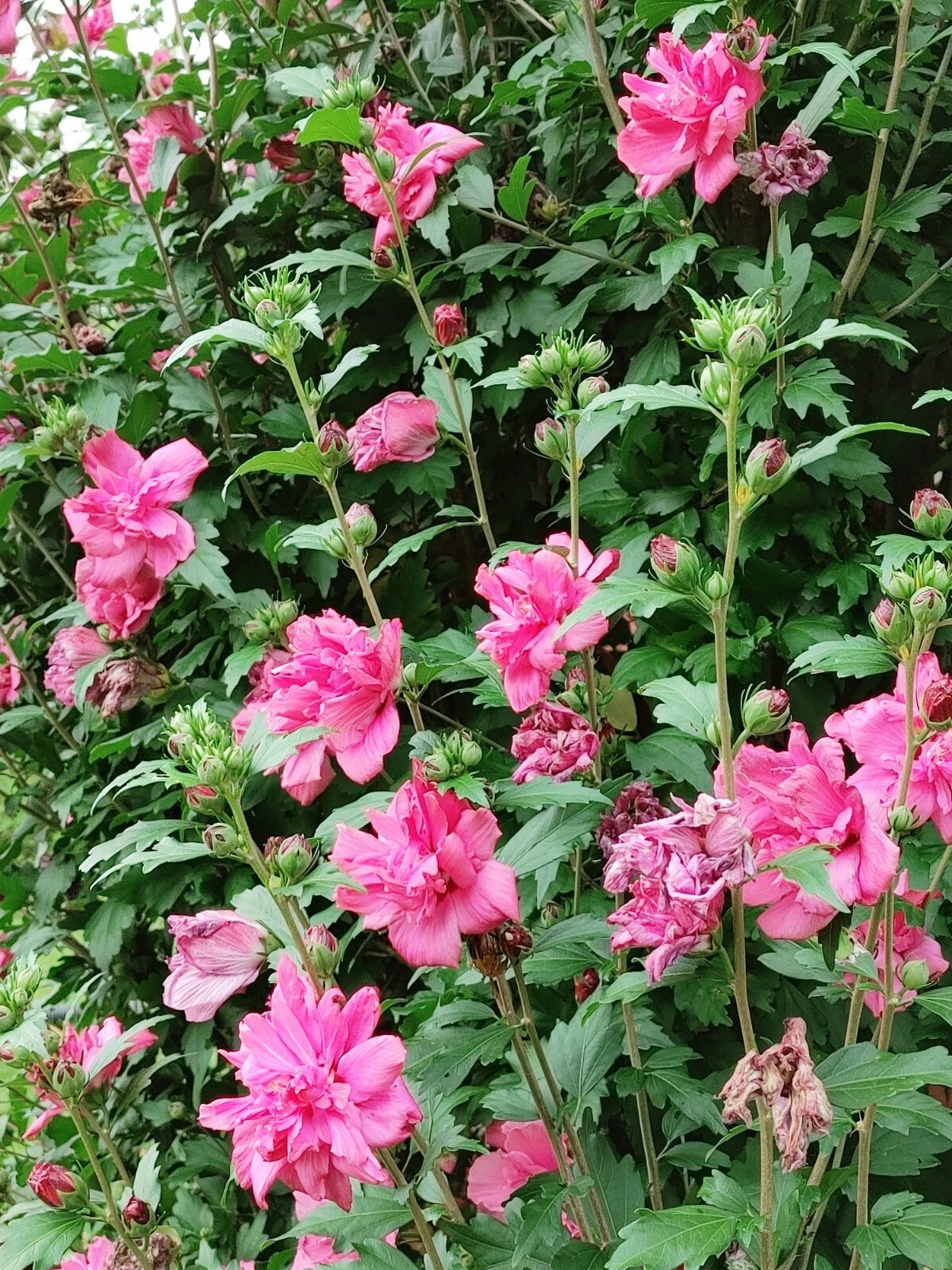 Hot Pink Double Blossom Rose of Sharon Cuttings - 7 Rooting Cuttings - Hibiscus syriacus