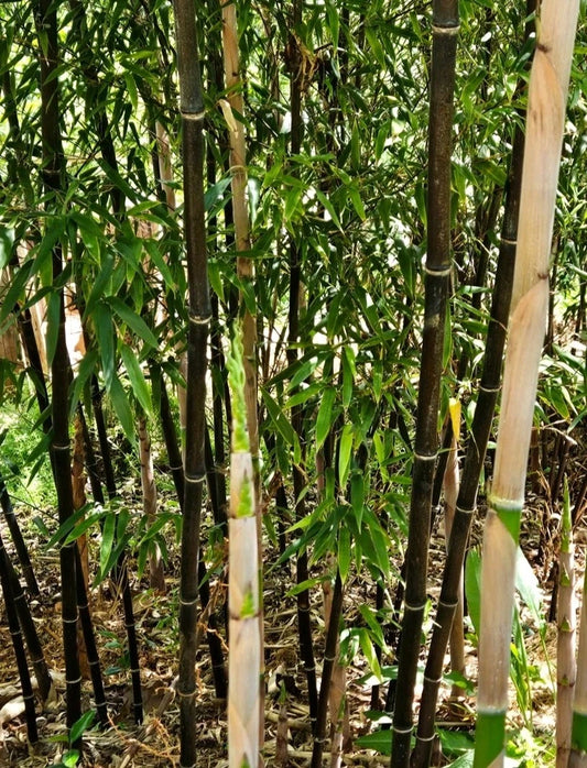 Black Bamboo Rhizomes 1-12 Pack - Phyllostachys nigra - Fast-Growing Bare Root for Privacy Screens and Ornamental Use