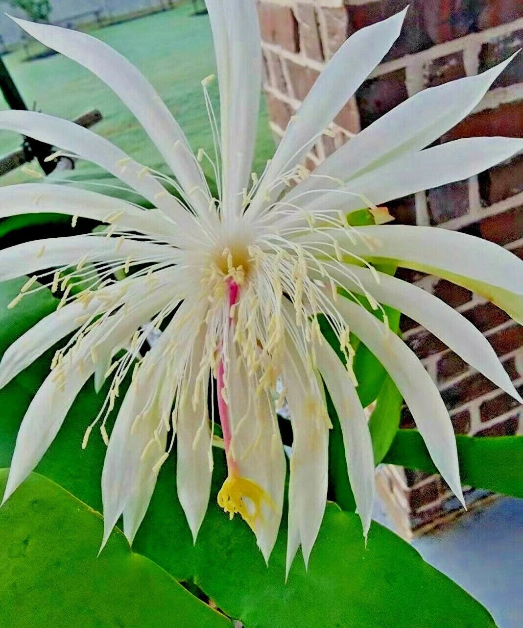 Night Blooming Cereus Cactus Plant in 4" Pot - Beautiful White Flowering Cactus (Epiphyllum oxypetalum)