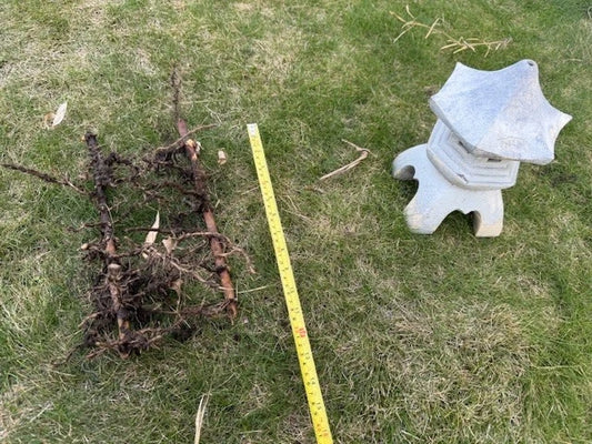 Bamboo Roots 10 Inches - Live Plant for Propagation - Lucky Bamboo (Dracaena sanderiana)