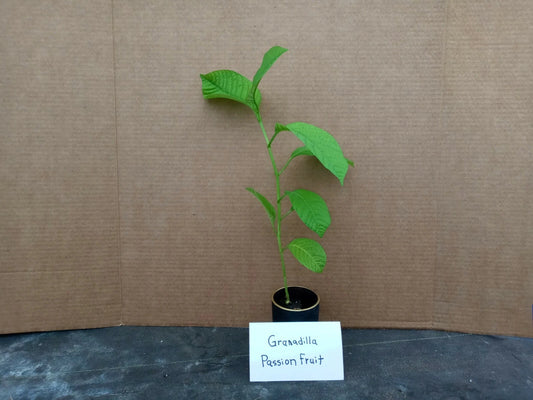 Yellow Passion Fruit Starter Plant - Passiflora Edulis - 6 to 8 Inch Live Vine - Non-GMO, Pesticide-Free, Free Shipping