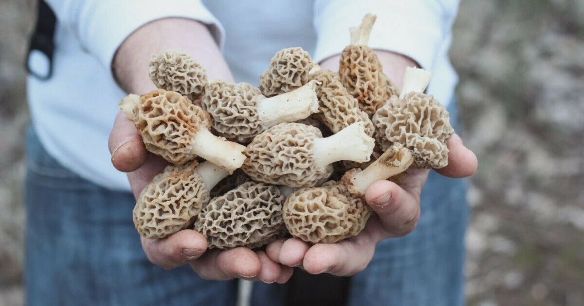 Morel Mushroom Spores Grow Kit in Sawdust Bag - Morchella Variety for Garden Cultivation