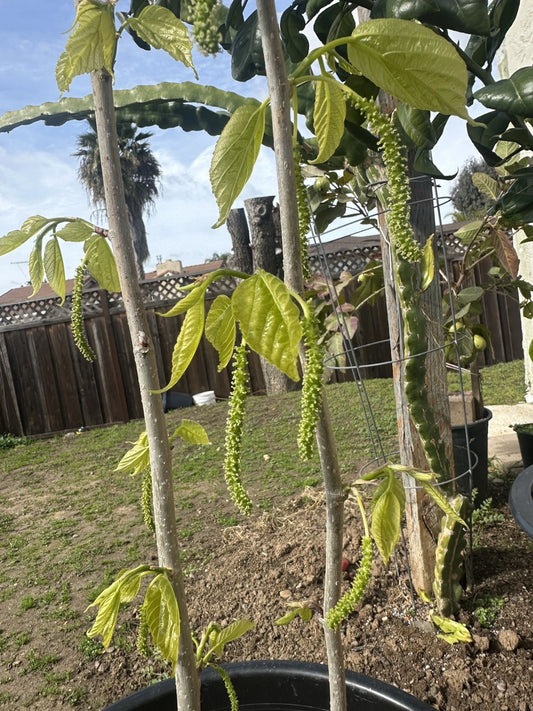 5x Organic Fresh Cuttings Red Taiwanese Mulberry for Grafting - 6 Inches - Morus alba var. rubra