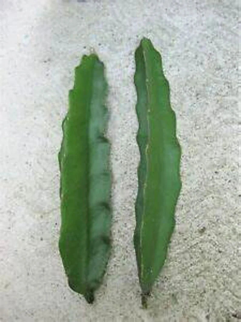 Purple Haze Dragon Fruit Cuttings 12" Long - Hylocereus guatemalensis & Hylocereus undatus - Sweet Purple Flesh