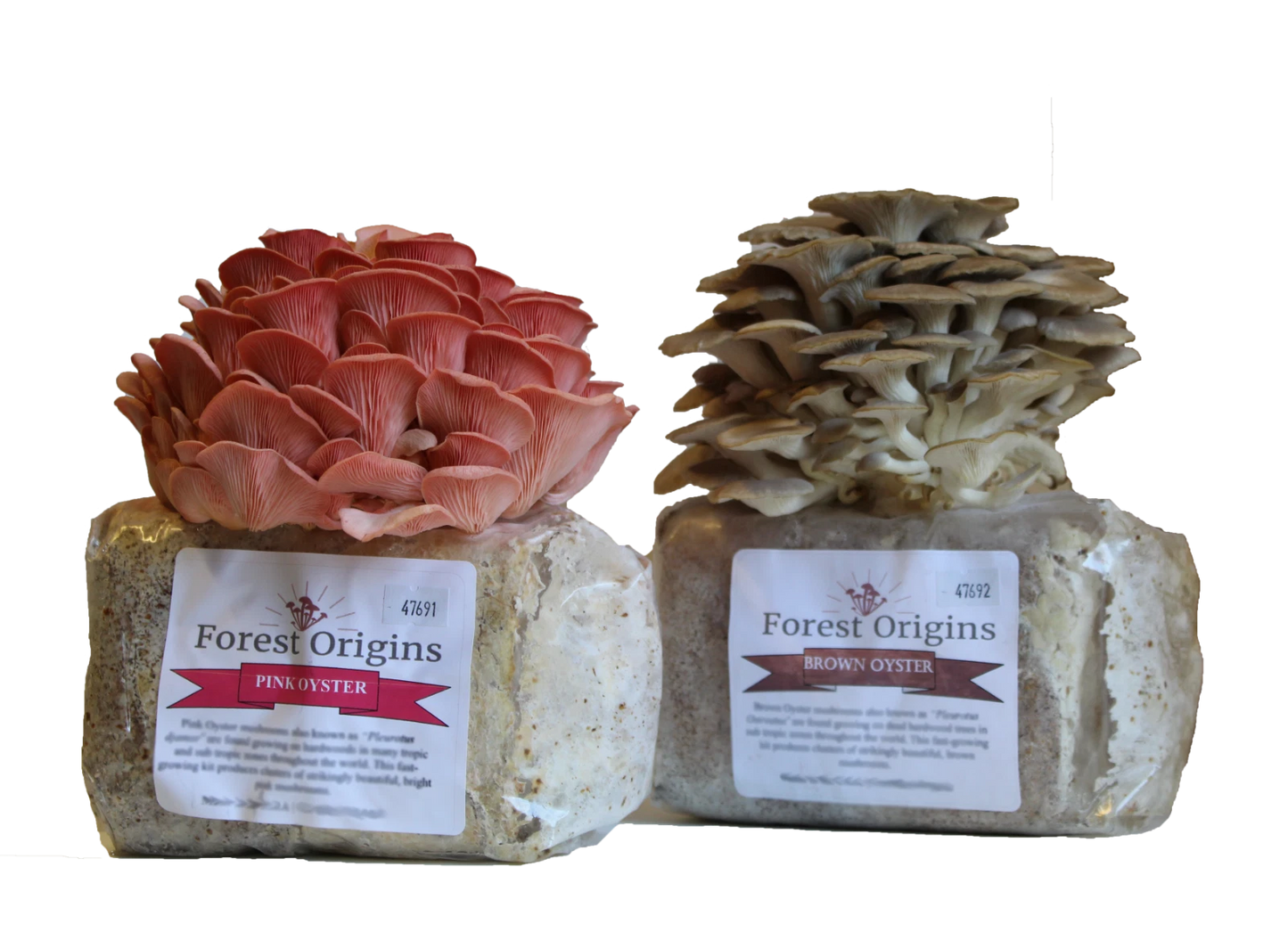 Oyster Mushroom Growing Kit Bundle - Pink & Brown Variety - Edible Gourmet Mushrooms (Pleurotus Djamor & Ostreatus)