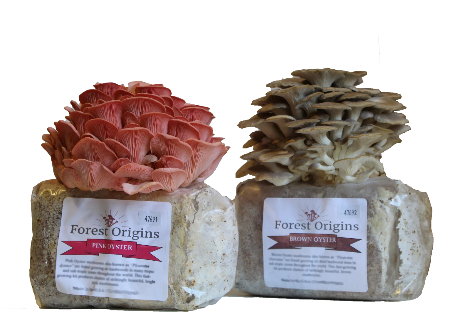 Oyster Mushroom Growing Kit Bundle - Pink & Brown Variety - Edible Gourmet Mushrooms (Pleurotus Djamor & Ostreatus)