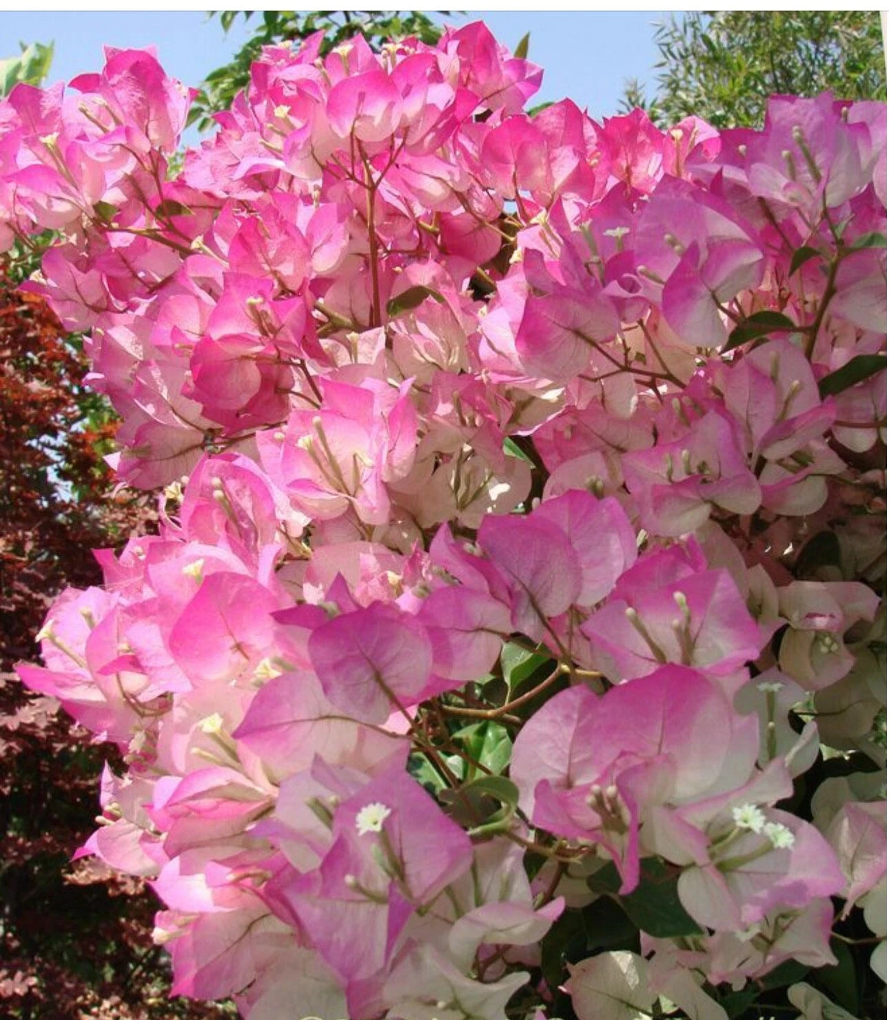 Cherry Blossom Bougainvillea Starter Plant – Small Rooted Tropical Plug (Bougainvillea)