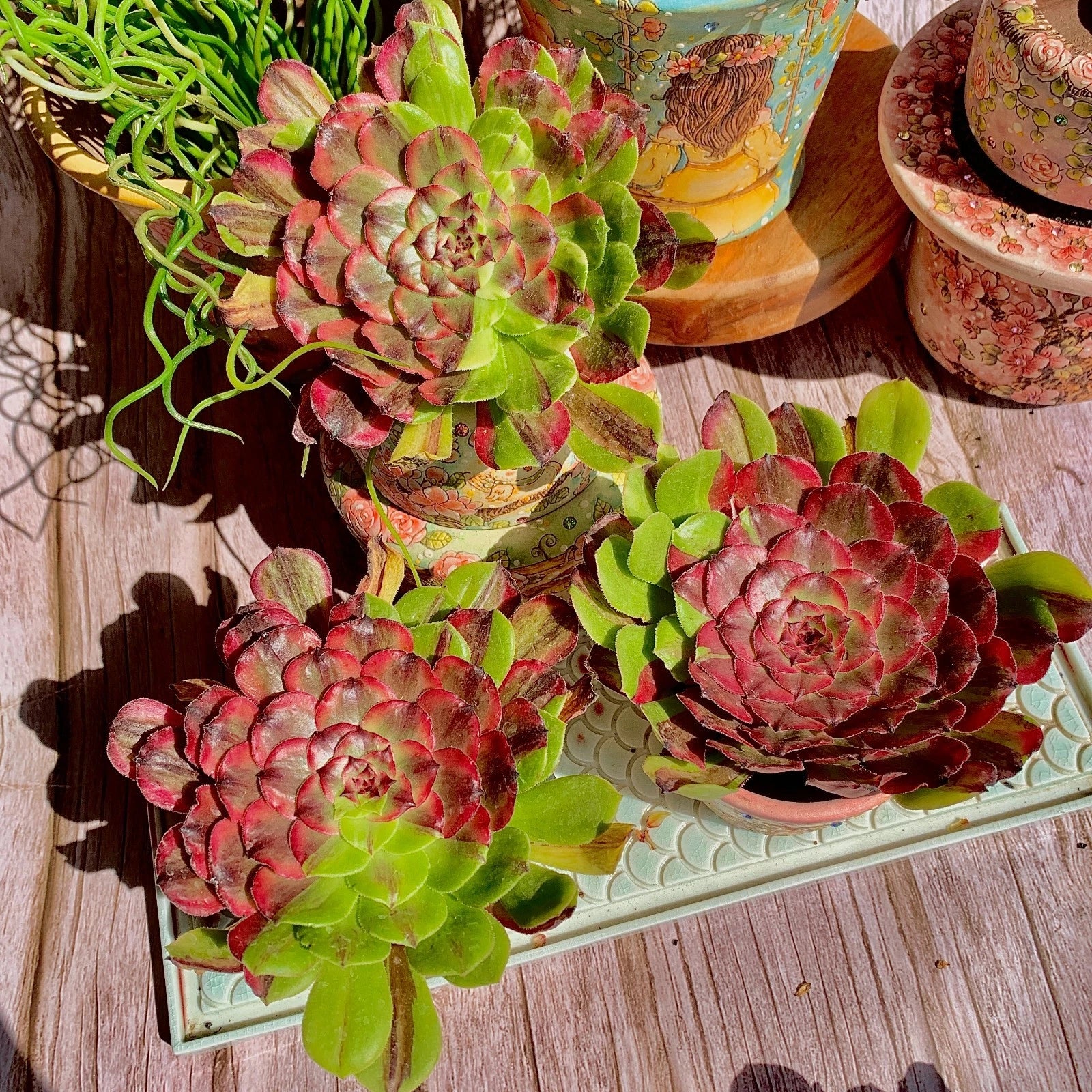 Rare Live Succulent Plant Set - Aeonium Hakuhou - Pink-Tinted Green Leaves - No Soil Pot - Wedding Favors - Indoor Decor