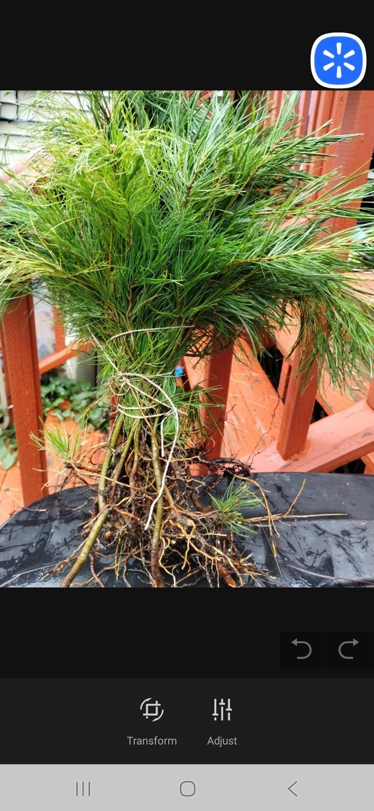 Eastern White Pine Seedlings - Bare Root (10 Pack) 6-16 Inches - Pinus strobus - Hardy Evergreen for Zones 3-8