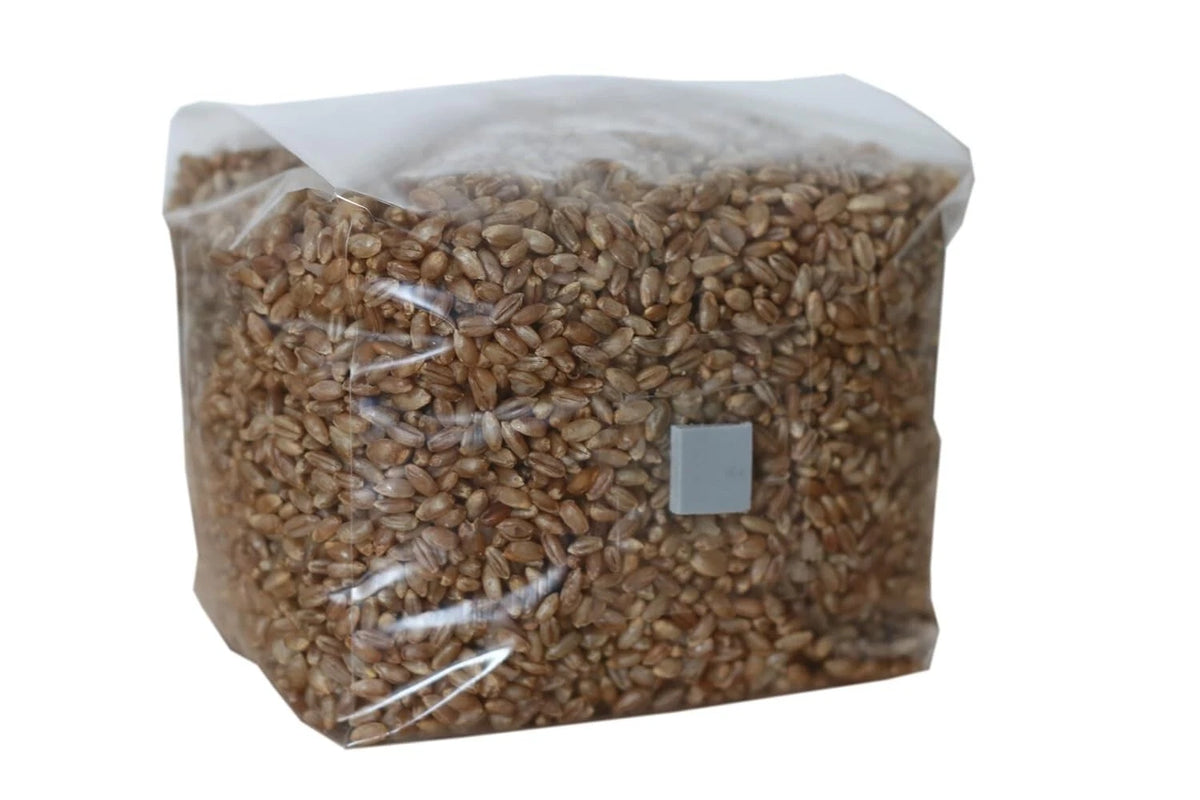 Mushroom Spawn Bag 3lb Rye Grain with Injection Port - Organic Cultivation, Fast-Growing Mycelium, Contamination-Free